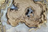 Blue Forest Petrified Wood Section - Lots Of Blue Botryoidal Agate! #145300-2